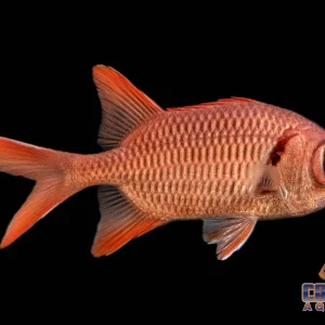 Soldierfish Black Bar