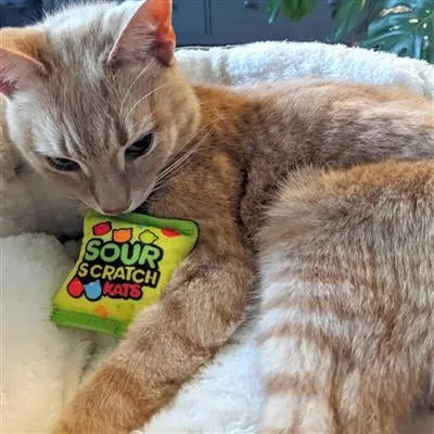 Sour Scratch Kats Plush Cat Toy - Image 2