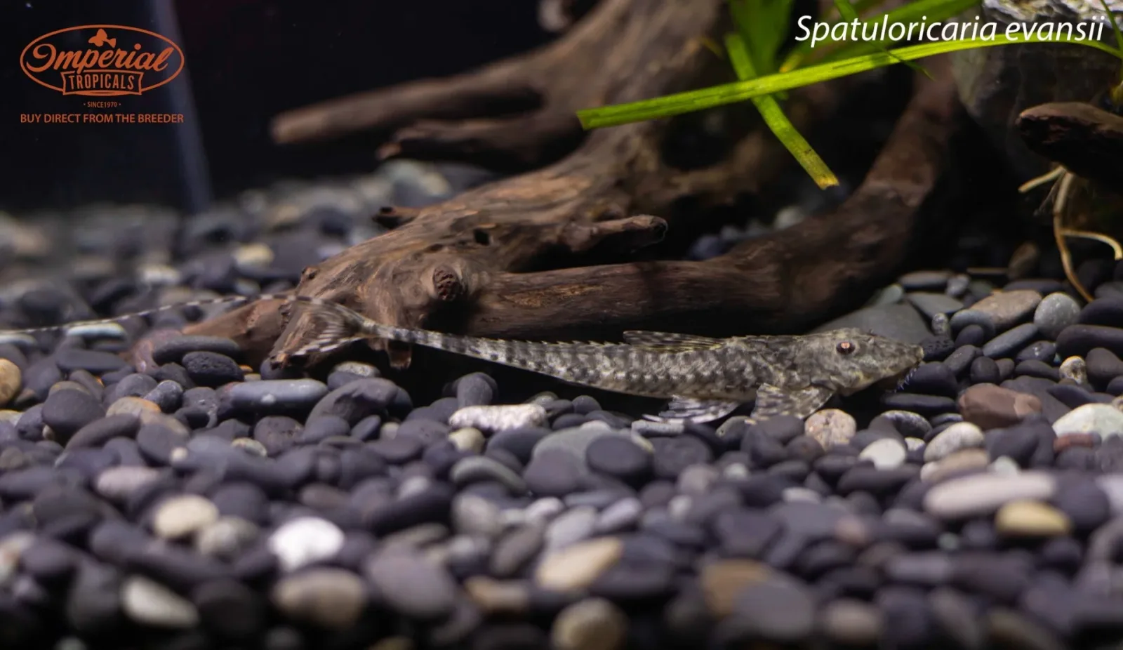 Spatuloricaria evansii - Image 2