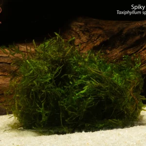 Spiky Moss