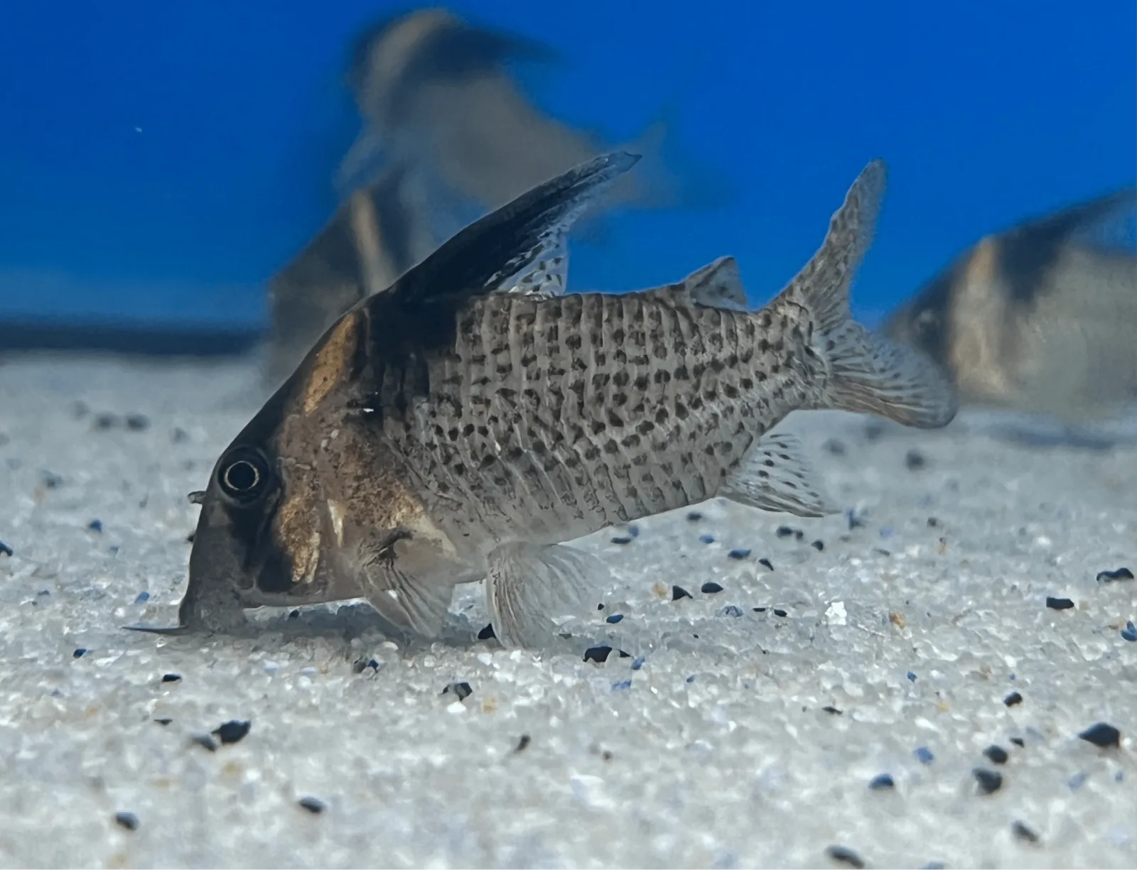 Spotted Highfin Hoplisoma - Image 2