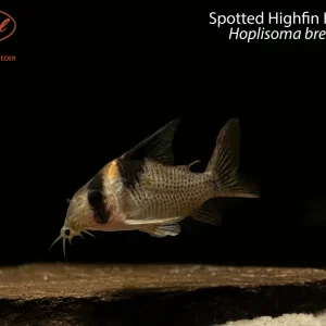 Spotted Highfin Hoplisoma