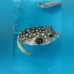 Stars and Stripes Puffer
