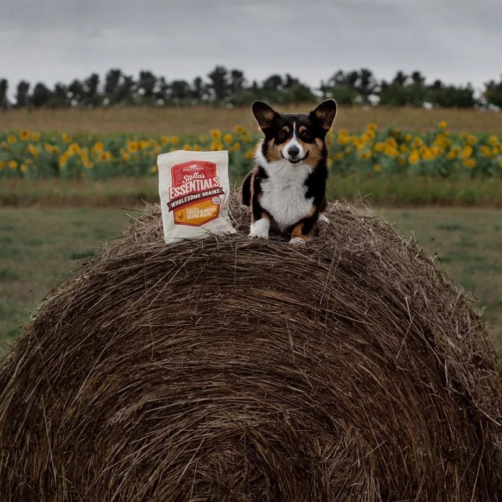 Stella & Chewy's Stella's Essentials Kibble Cage Free Chicken & Wholesome Grains Recipe Dry Dog Food - Image 2