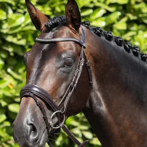 Stellazio Anatomical Snaffle Bridle with Flash Brown