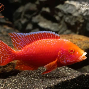 Strawberry Peacock (Aulonocara sp.)