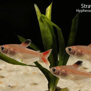 Strawberry Tetra
