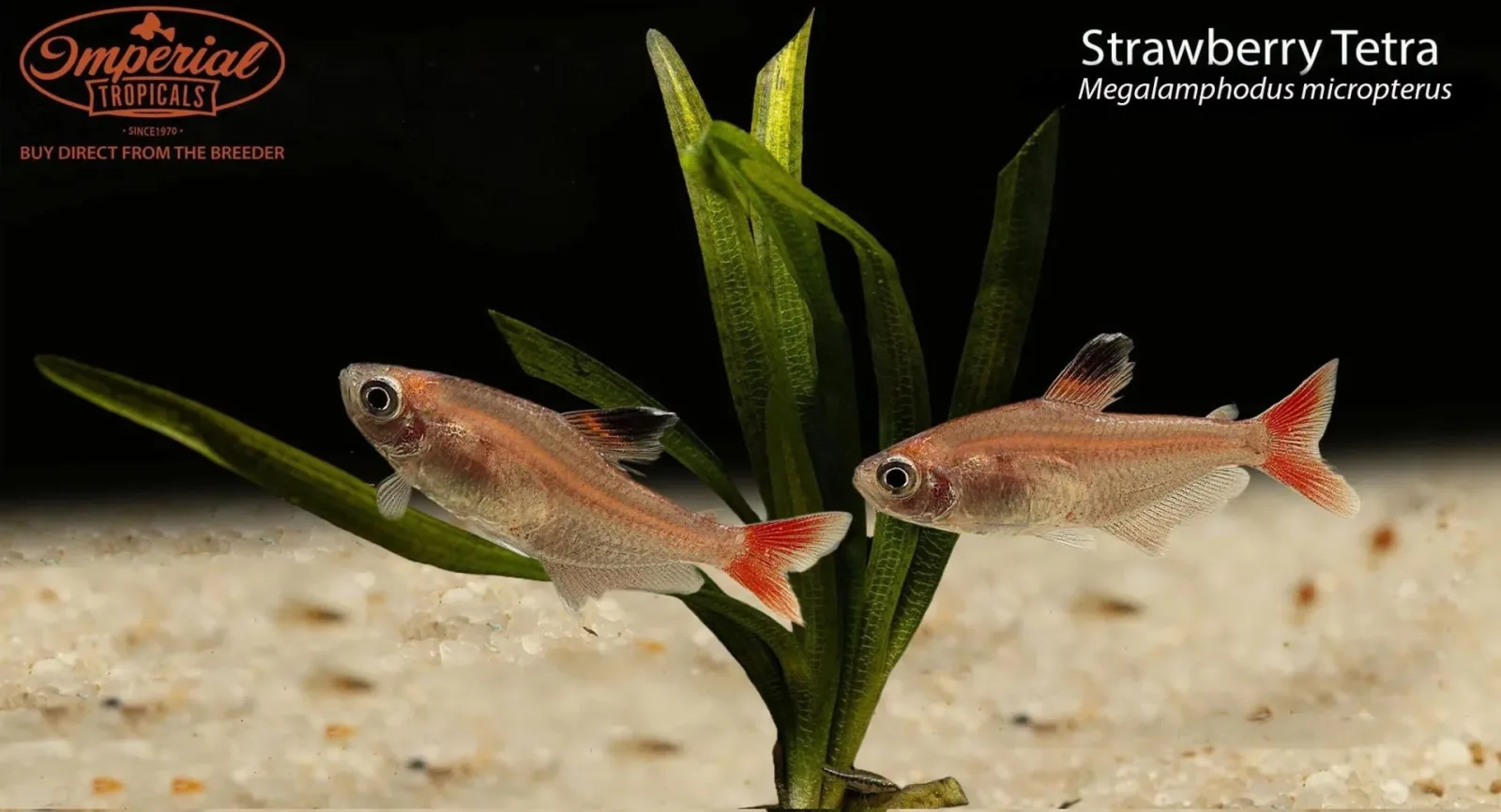 Strawberry Tetra - Image 2