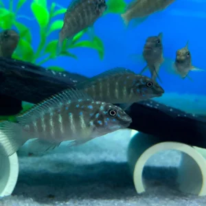 Striped Goby Cichlid
