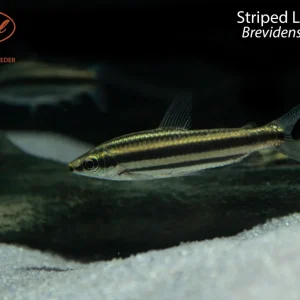 Striped Leporinus (Brevidens striatus)