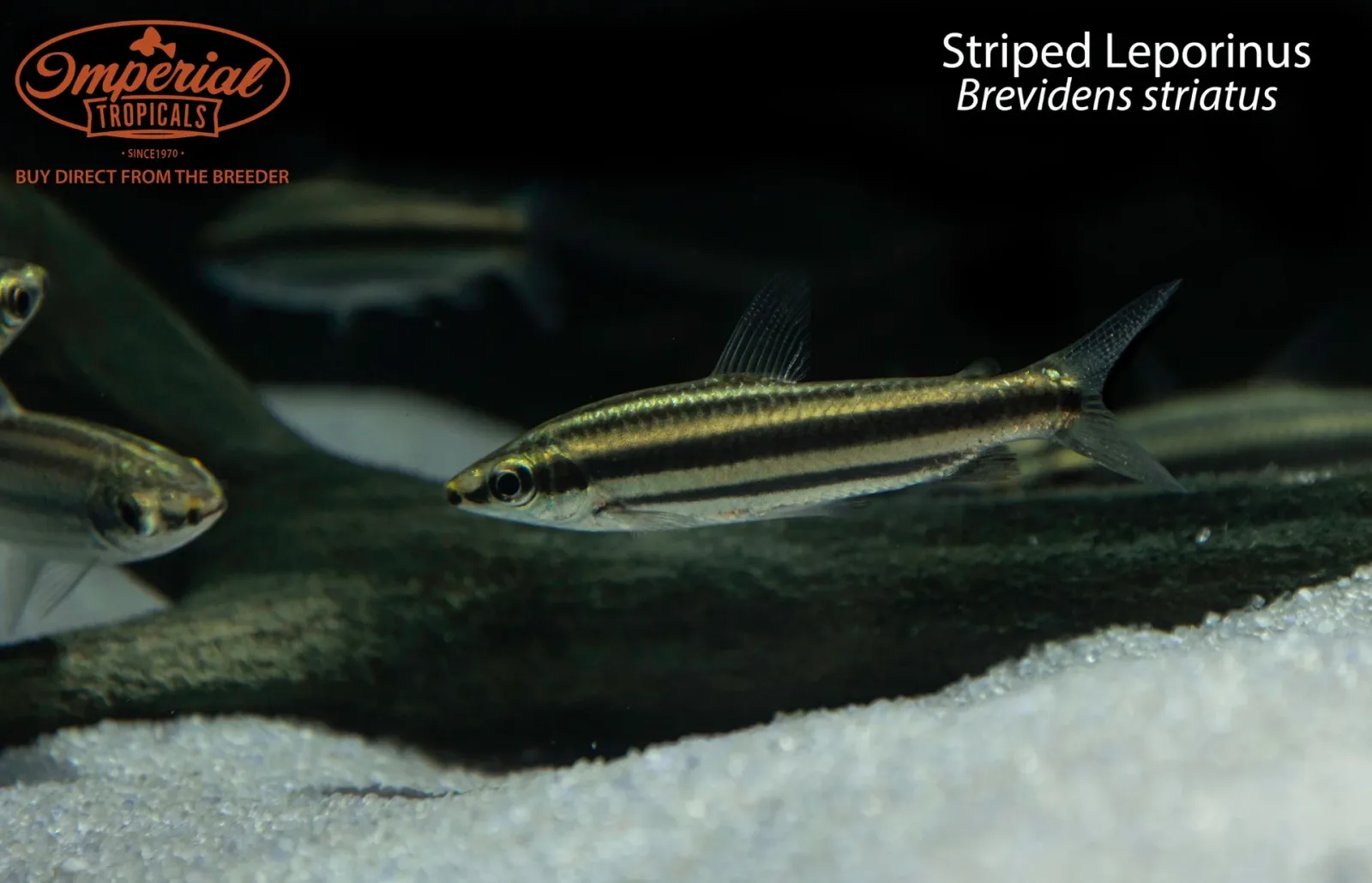 Striped Leporinus (Brevidens striatus)