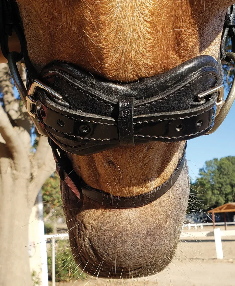 Stübben Patent Switch Combo Bridle - Image 2