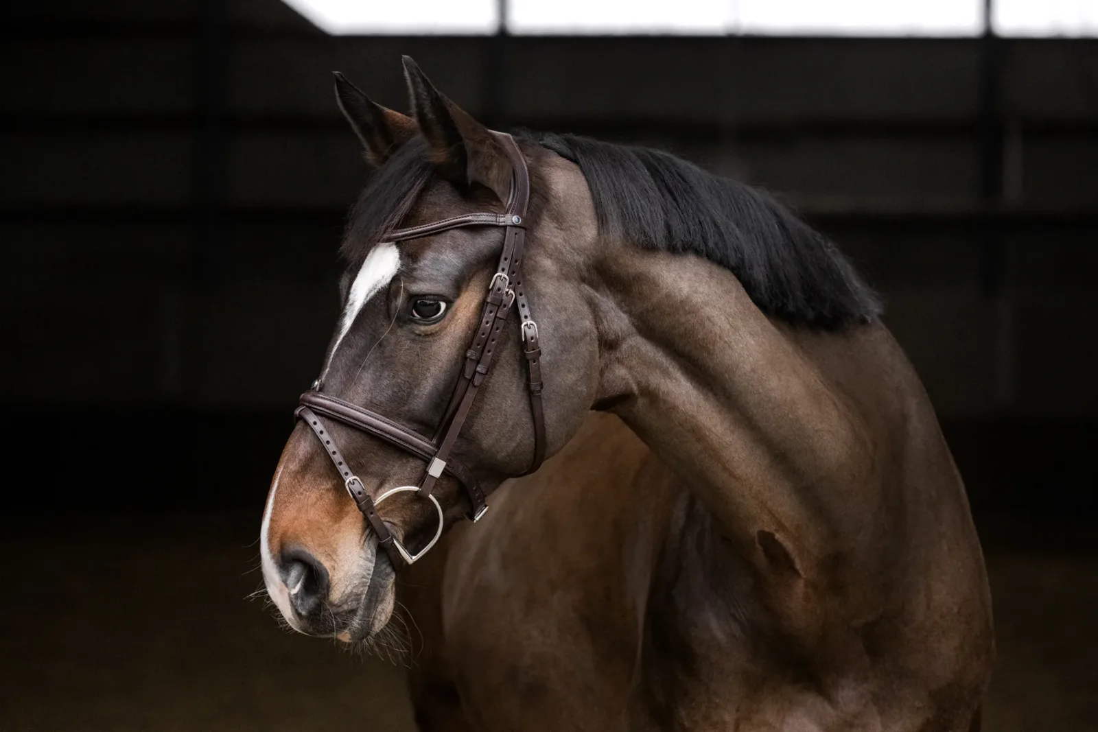Stübben Pro Jump Bridle with Removable Flash Noseband