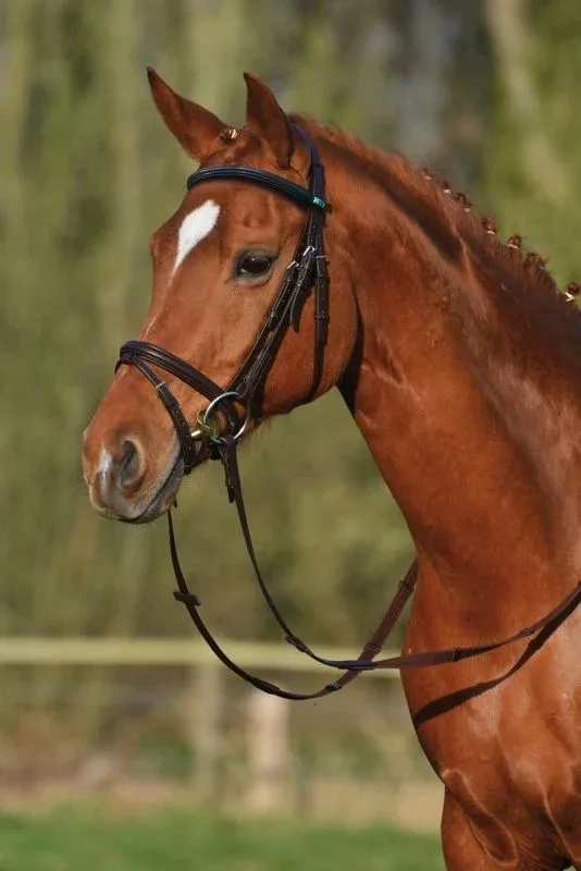 Stubben RFS Leitrim Bridle - Image 2