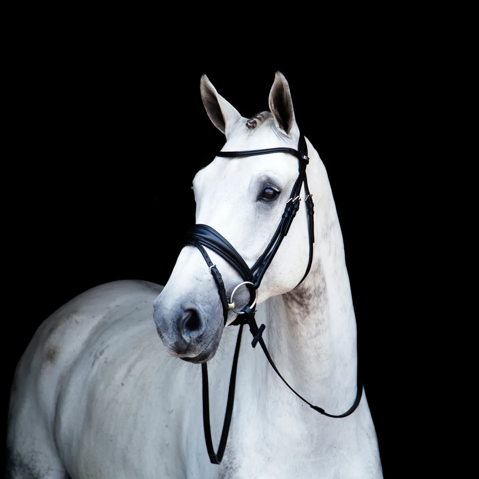 Stübben Switch Combo Bridle