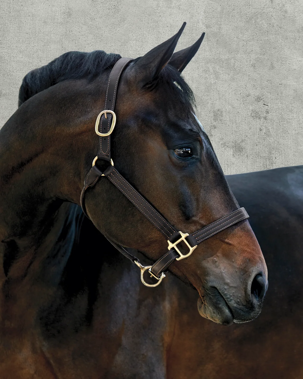 Suffolk™ Palermo Triple-Stitched Halter - Image 2