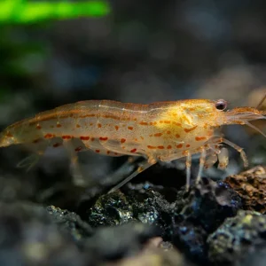 Sun Orange Amano Shrimp (Caridina multidentata " Orange") Tank Bred