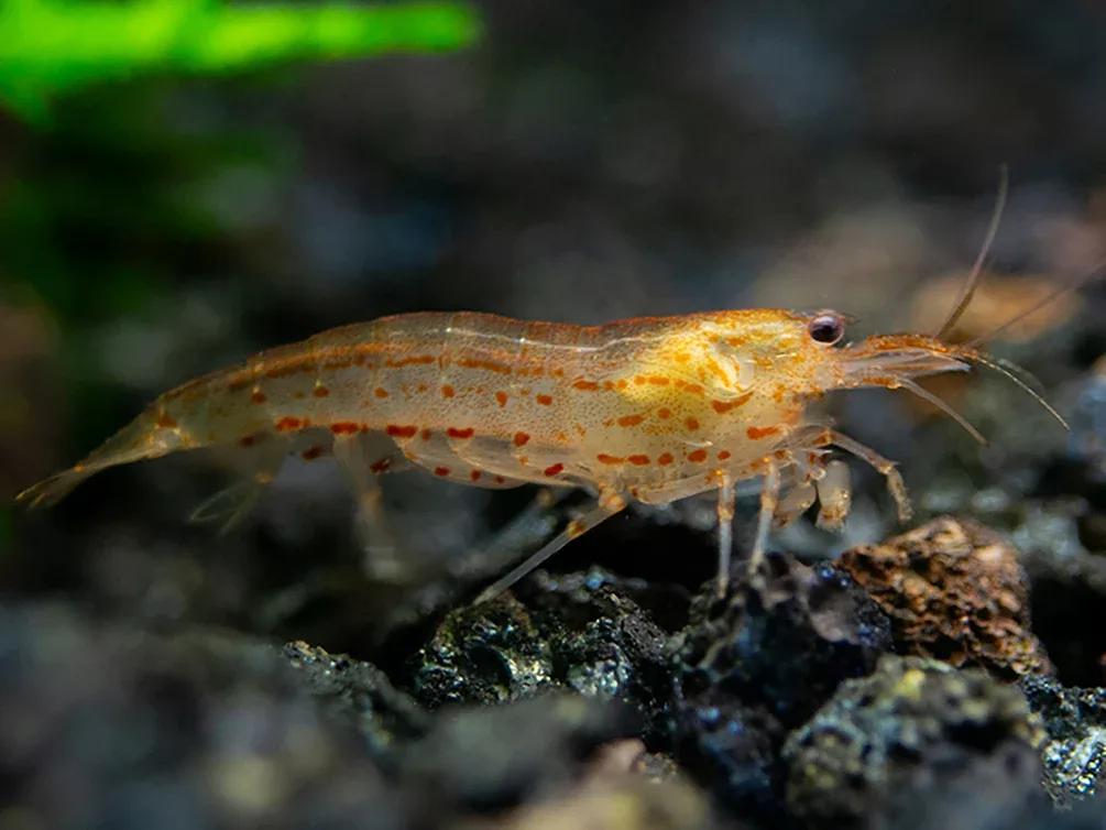 Sun Orange Amano Shrimp (Caridina multidentata " Orange") Tank Bred