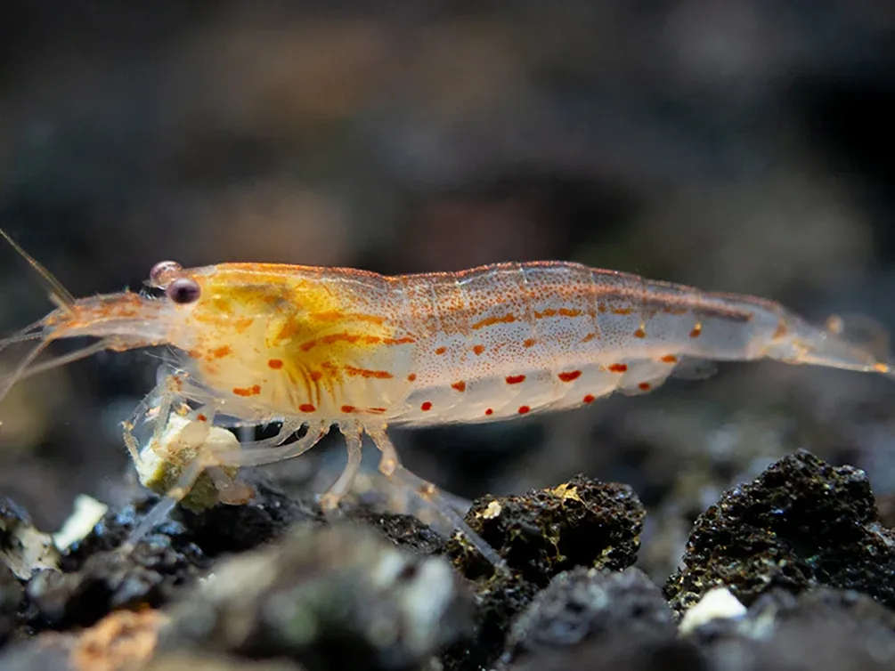 Sun Orange Amano Shrimp (Caridina multidentata " Orange") Tank Bred - Image 2