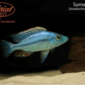 Sunset Hap