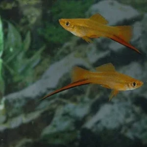 Sunset Swordtail
