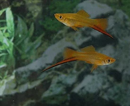Sunset Swordtail