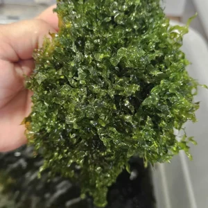 Süsswassertang