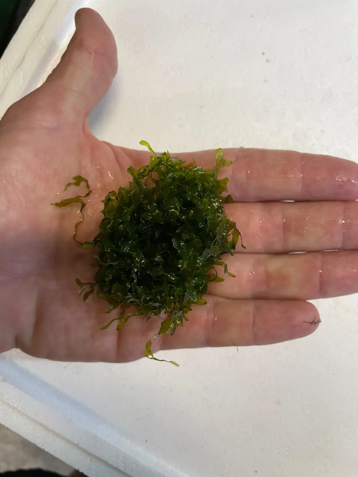 Süsswassertang - Image 2