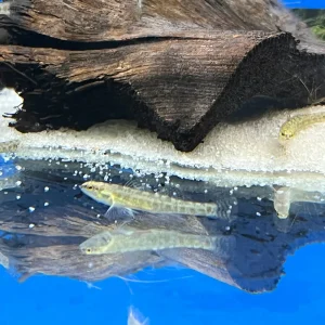 Swamp Darter ”Green Swamp”