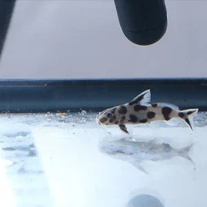 Synodontis Jaguar Hybrid
