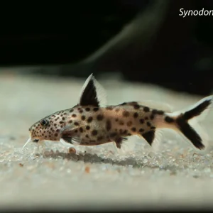 Synodontis petricola