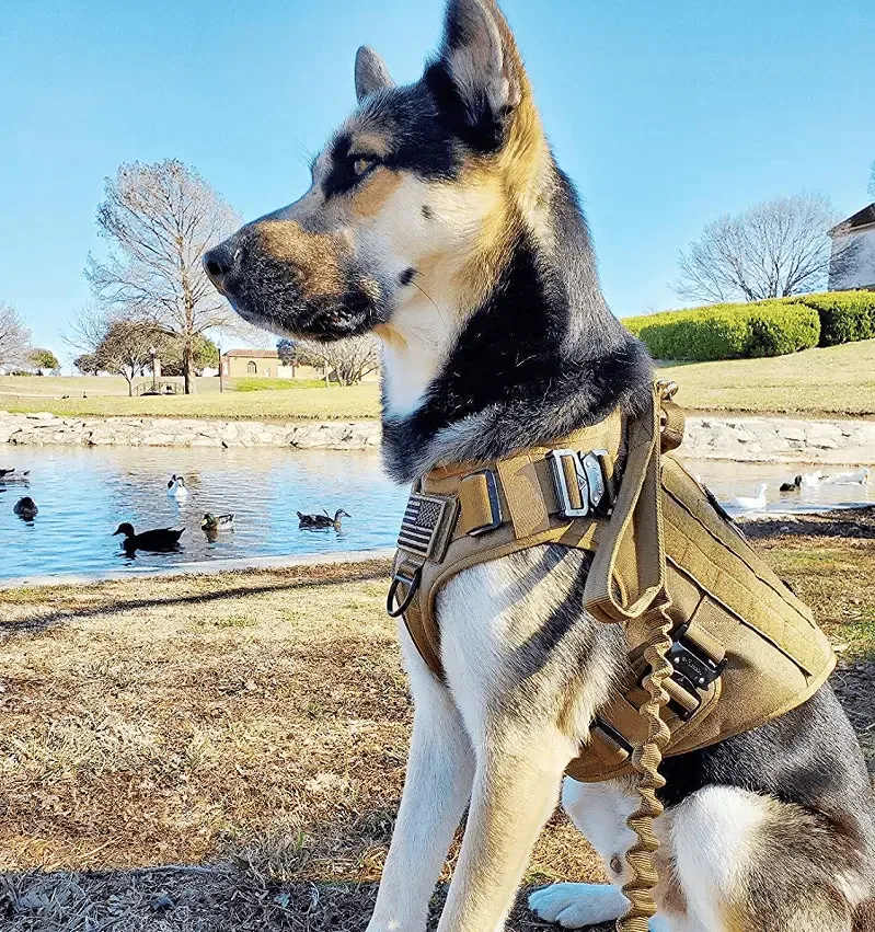 Tactical K9 Leash – Heavy Duty Adjustable Bungee - Image 2