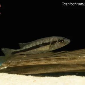 Taeniochromis holotaenia
