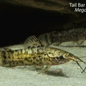 Tail Bar Hoplo Catfish