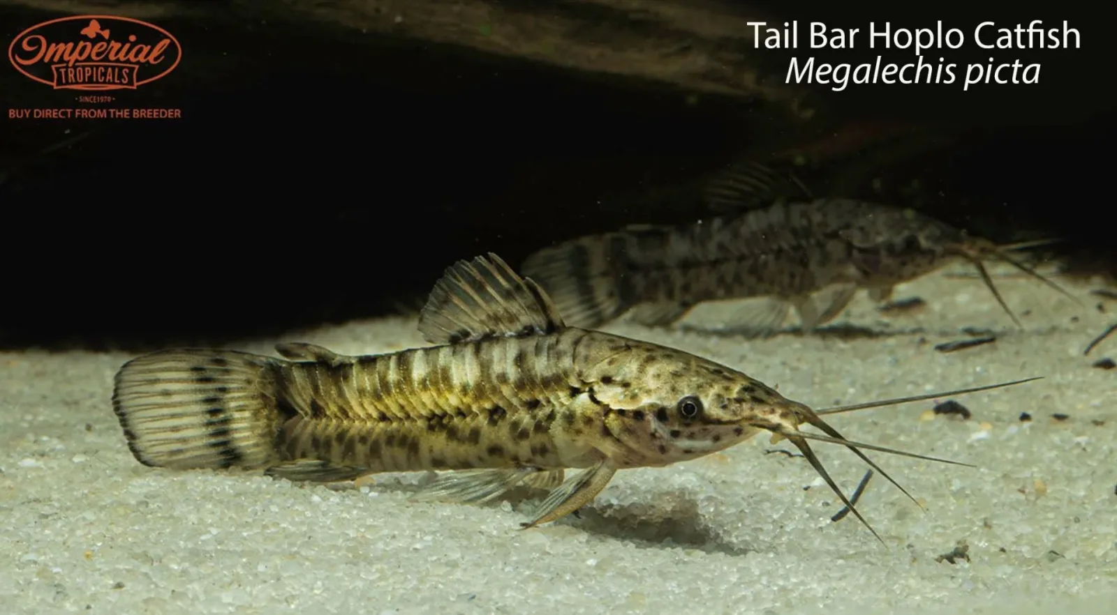 Tail Bar Hoplo Catfish