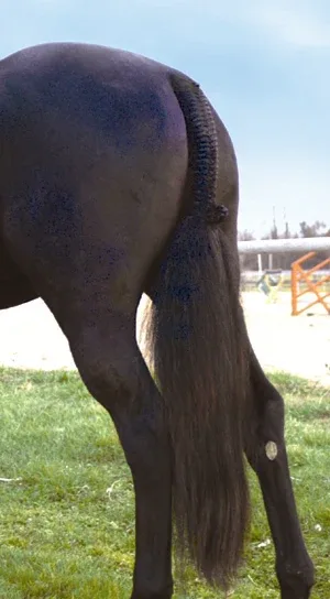 Tail Tamer® Hunter Trophy Tails™