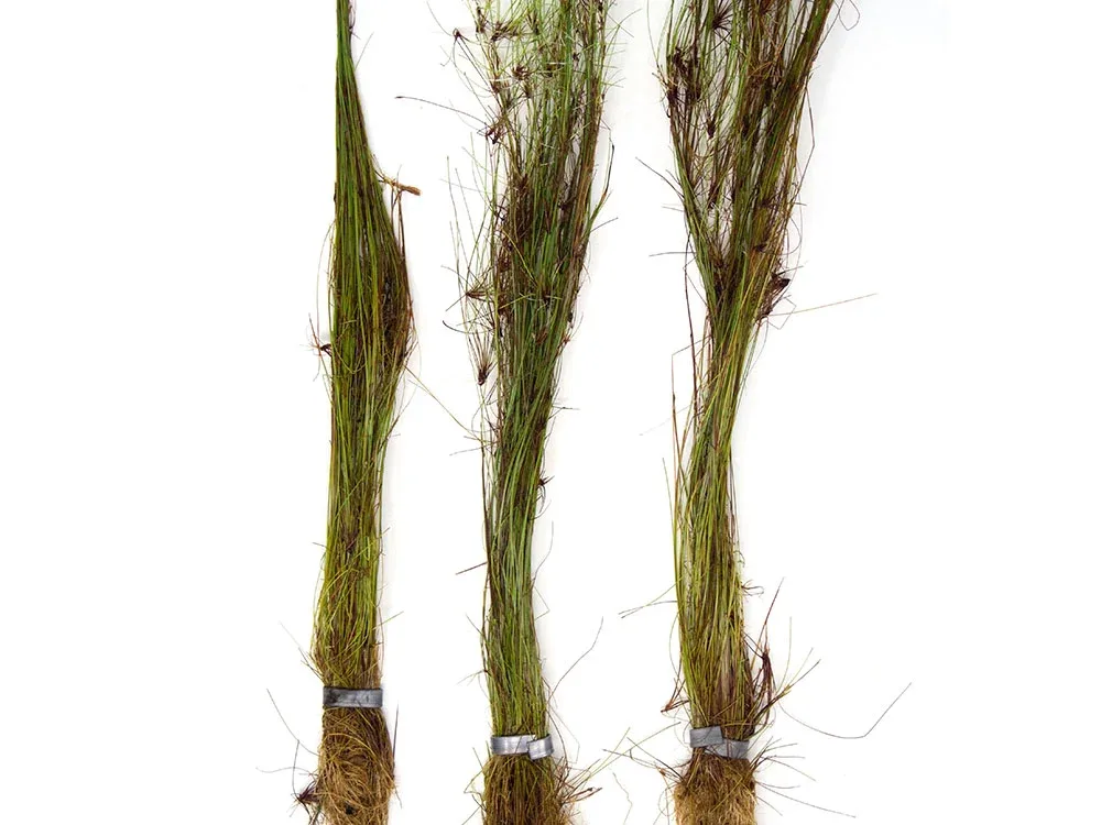 Tall AKA Umbrella Hairgrass (Eleocharis vivipara), Bare Root - Image 2
