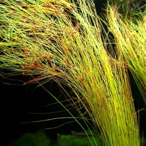 Tall AKA Umbrella Hairgrass (Eleocharis vivipara), Bare Root
