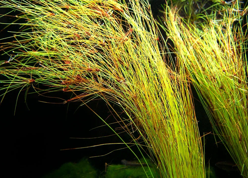 Tall AKA Umbrella Hairgrass (Eleocharis vivipara), Bare Root