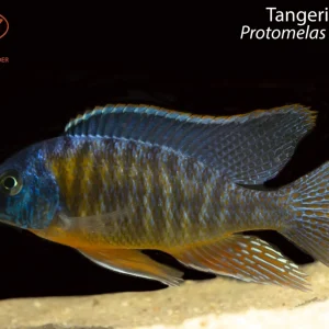 Tangerine Tiger