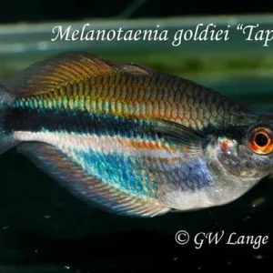 Tappini Rainbowfish