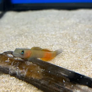 Teardrop Goby