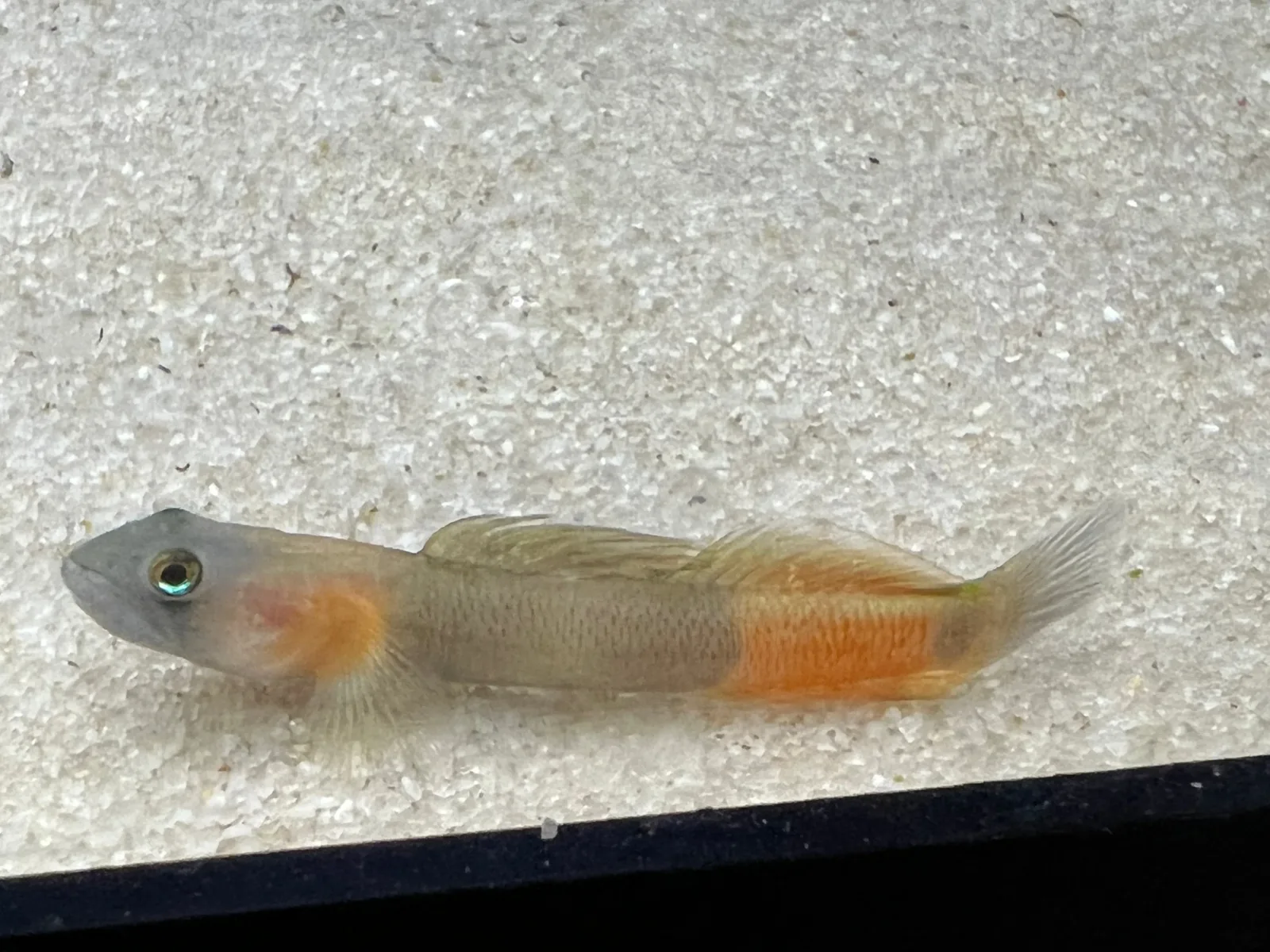 Teardrop Goby - Image 2