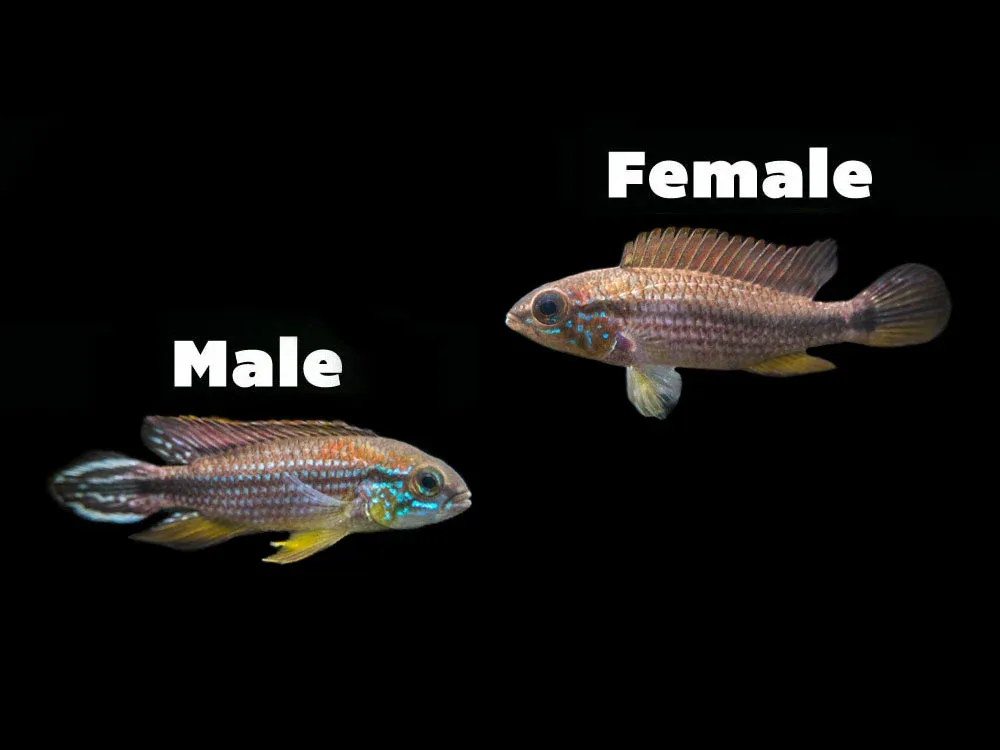 Tefe Agassizi's Dwarf Cichlid (Apistogramma cf. agassizii "Tefe") - TANK-BRED!!! - Image 2