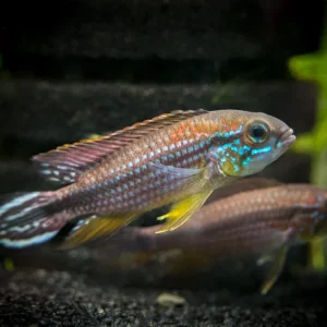 Tefe Agassizi's Dwarf Cichlid (Apistogramma cf. agassizii "Tefe") - TANK-BRED!!!
