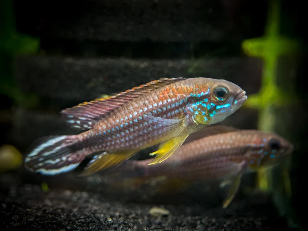 Tefe Agassizi's Dwarf Cichlid (Apistogramma cf. agassizii "Tefe") - TANK-BRED!!!