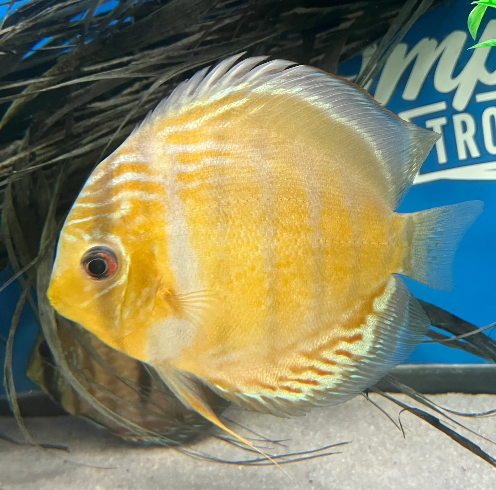 Tefe Green Discus (Symphysodon tarzoo) - Image 2