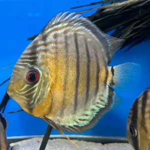 Tefe Green Discus (Symphysodon tarzoo)