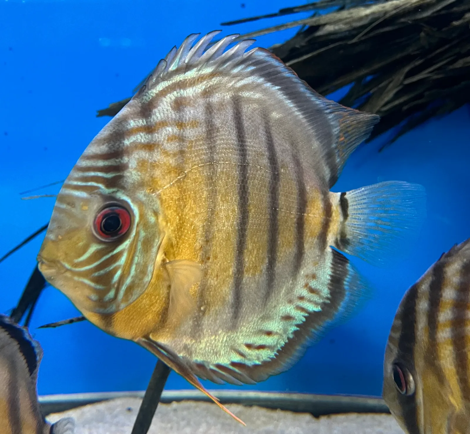 Tefe Green Discus (Symphysodon tarzoo)
