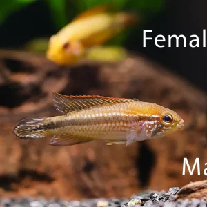 Tefé Red Back Apistogramma (Apistogramma agassizii 'Tefé Red Back') – Tank-Bred